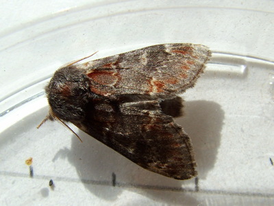 Iron Prominent